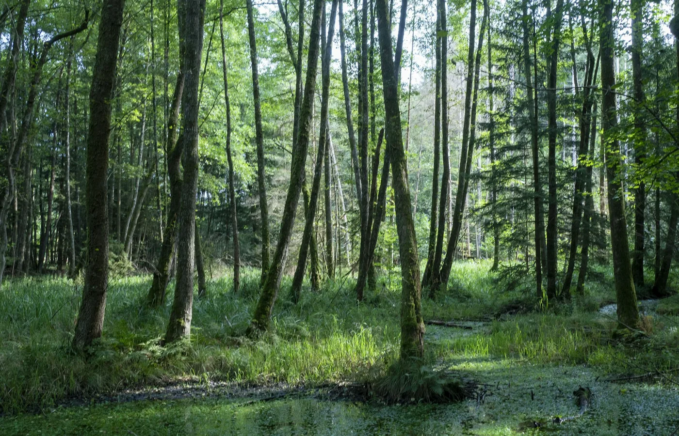 Paysage forestier illustrant le nord du massif vosgien