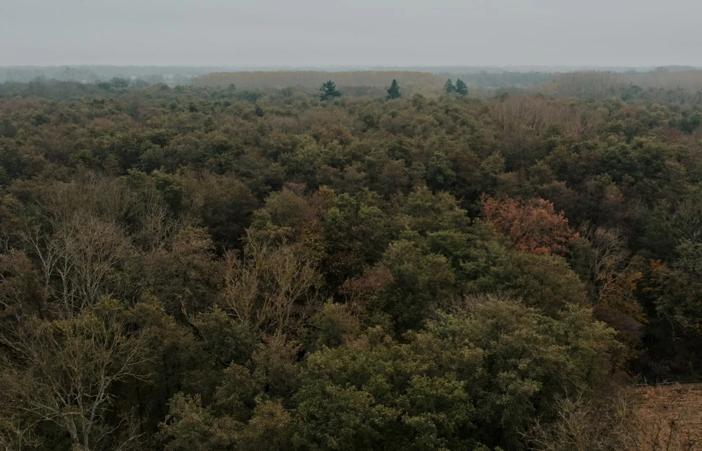 Paysage forestier photographié à Sélestat